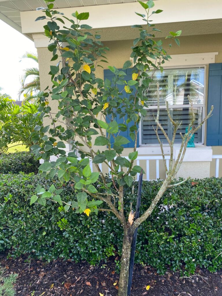 Is my Hibiscus cooked?