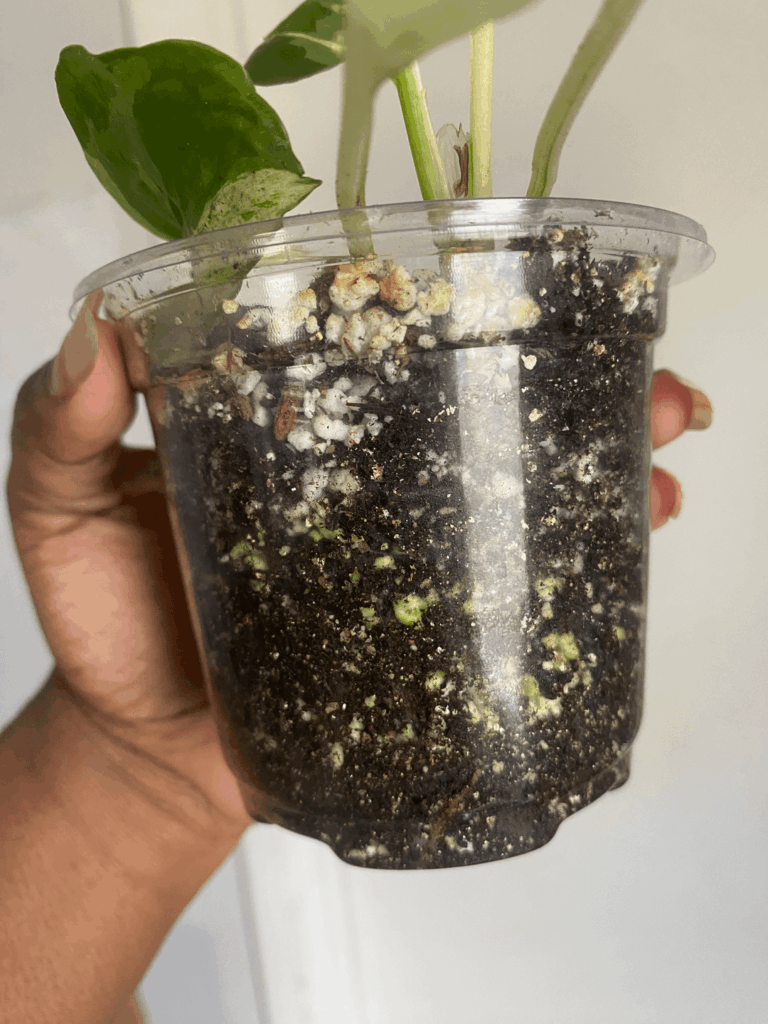 What is the green stuff in her soil, and should we change it?
