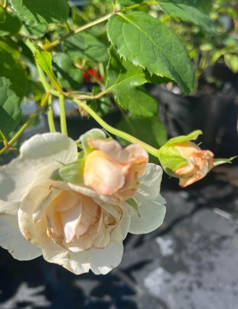 Emily Brontë “English Shrub” David Austin