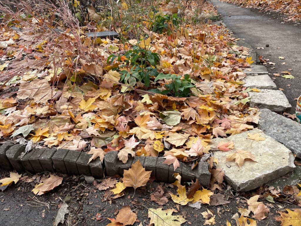 Will my first year plants come back up from under this much leaf cover next year? (Central IL)