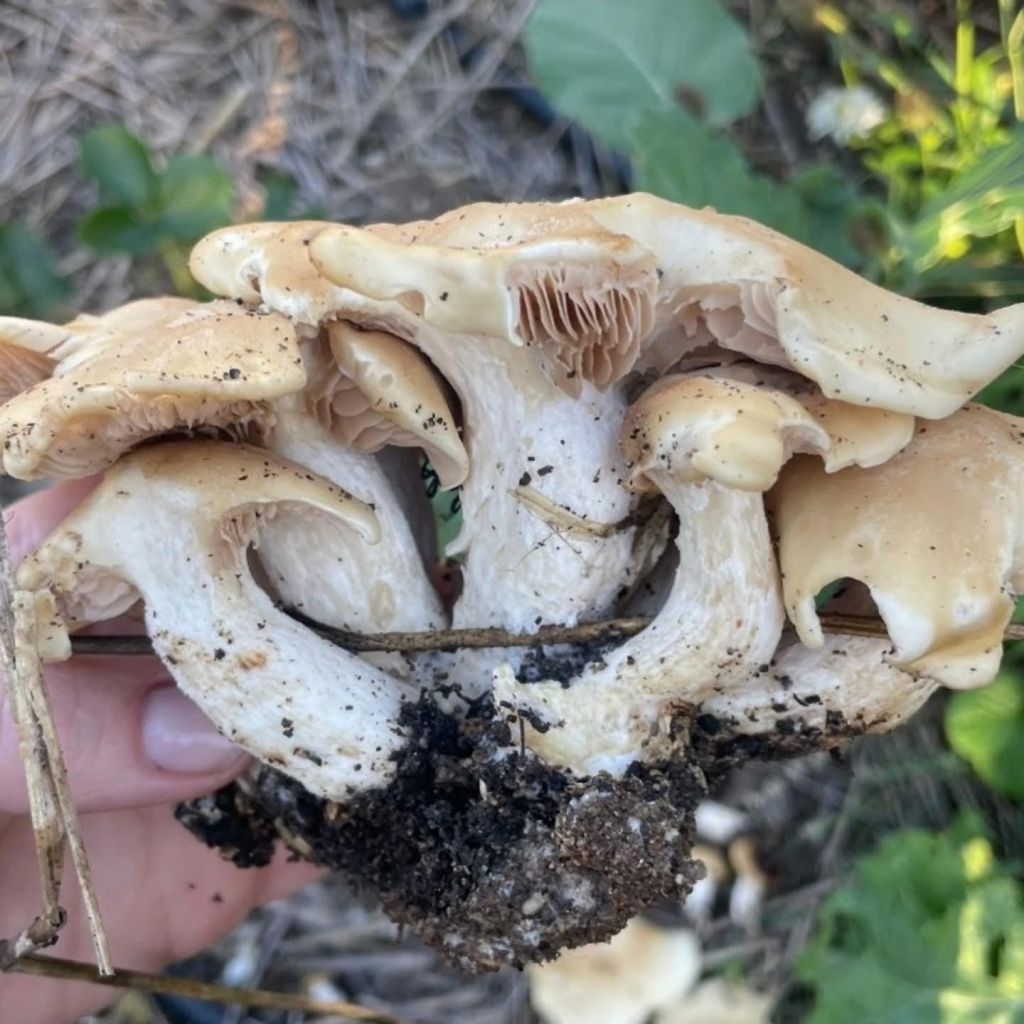 Home & Garden Digest – Santa Cruz Sentinel Home & Garden Digest – Santa Cruz Sentinel