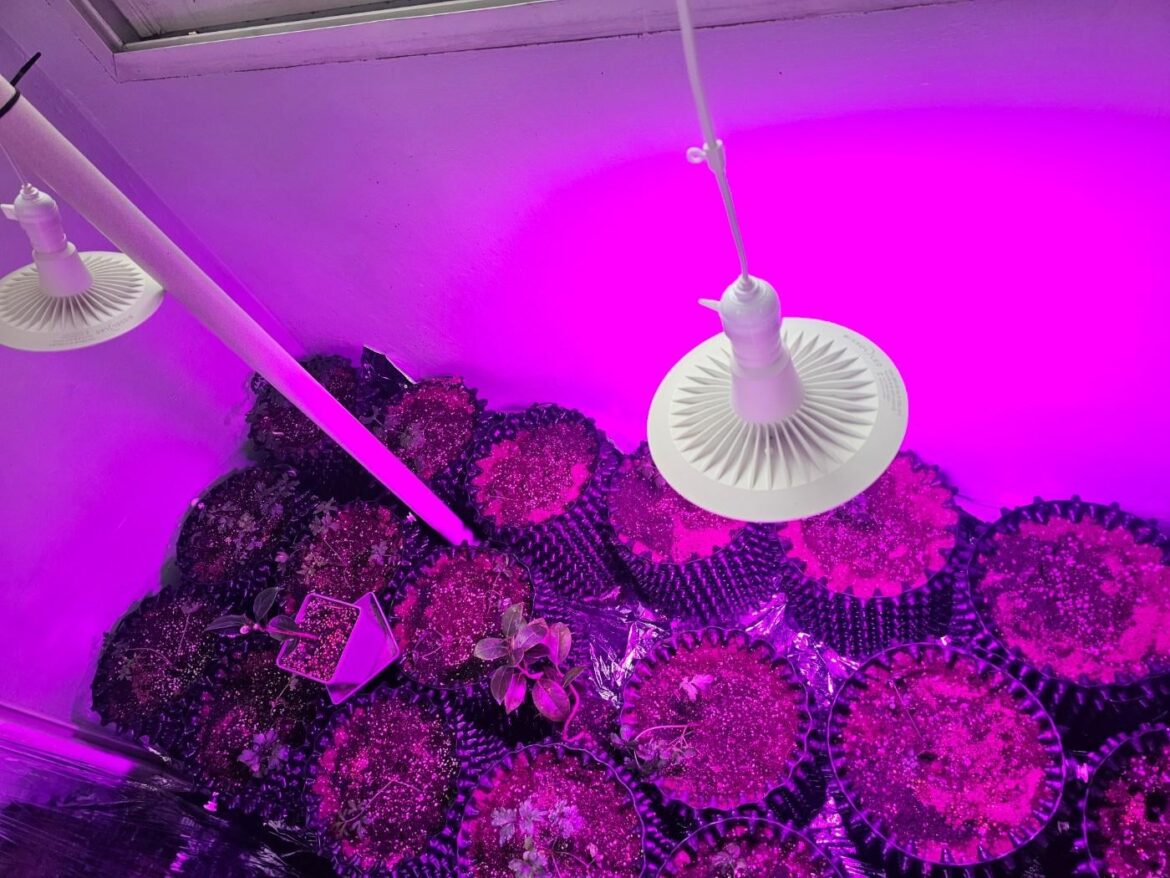 Growing light arrived