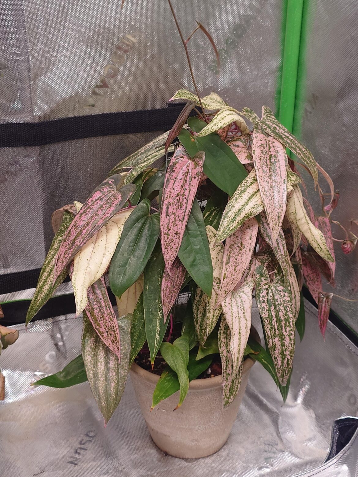 Should I cut it 😫