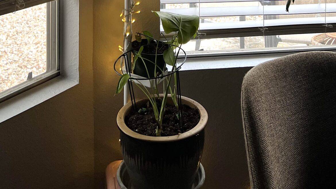 Gardener shares clever way they reused household item that was bound for trash: ‘That’s a cute idea’ Redditors' share how to upcycle an old shower caddy as a clever way to organize indoor plants.