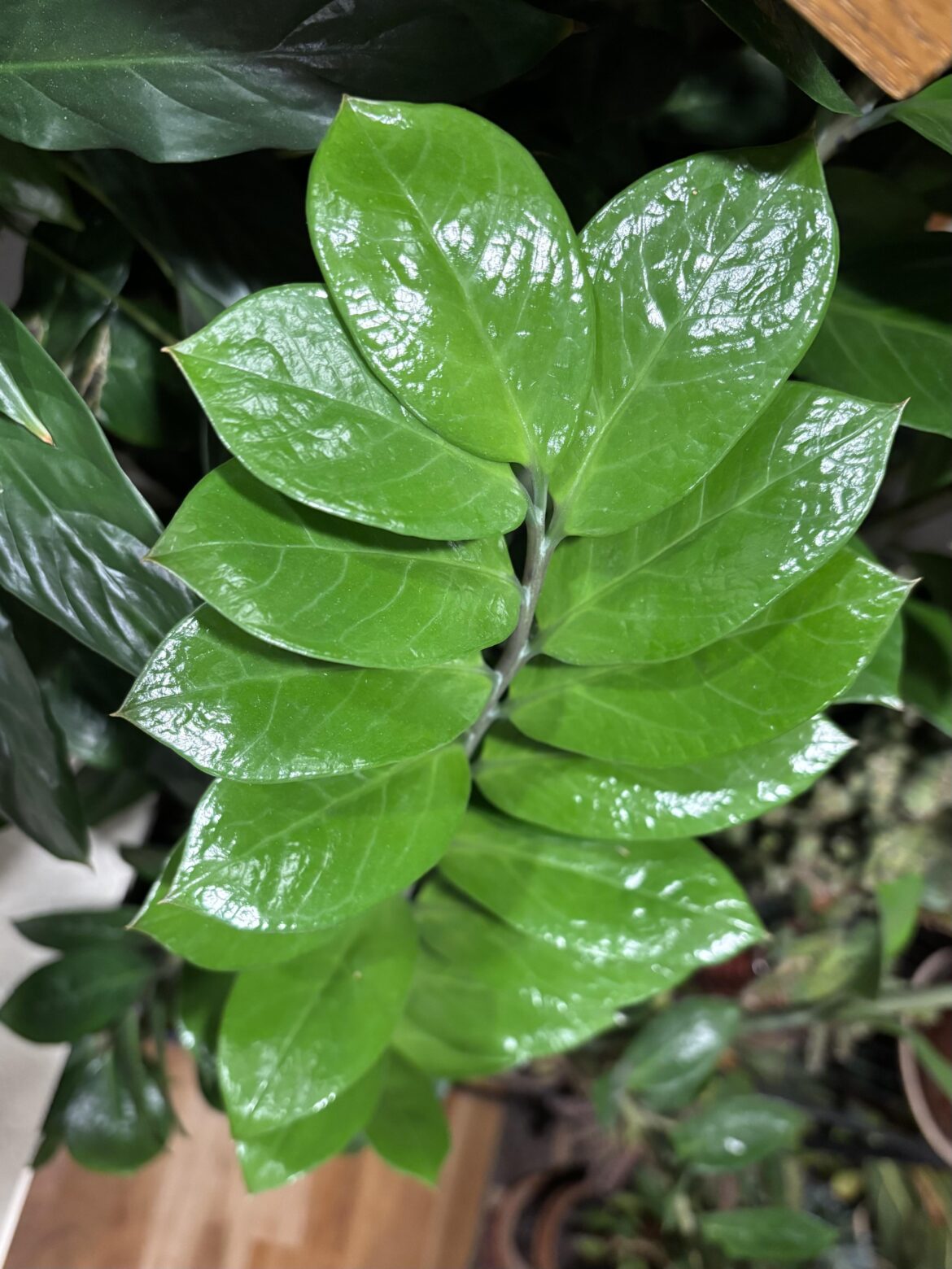 Fresh ZZ plant shoots are sooo satisfying 🌿