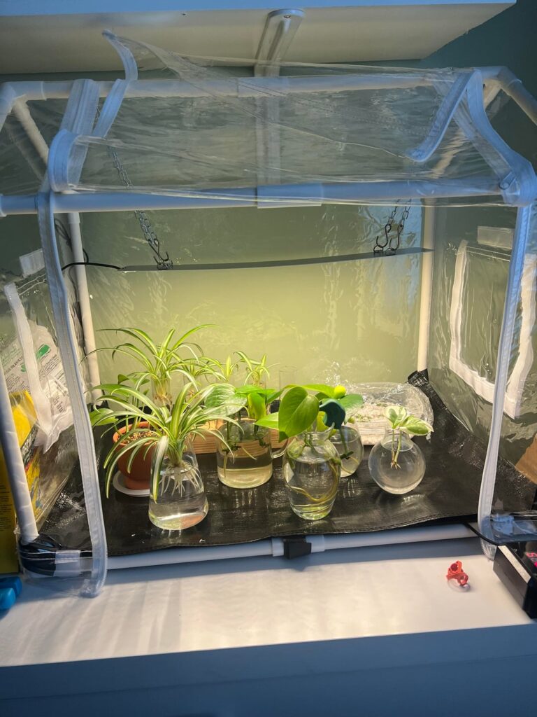 New to propagating and just happy with how it’s going New to propagating and just happy with how it’s going
