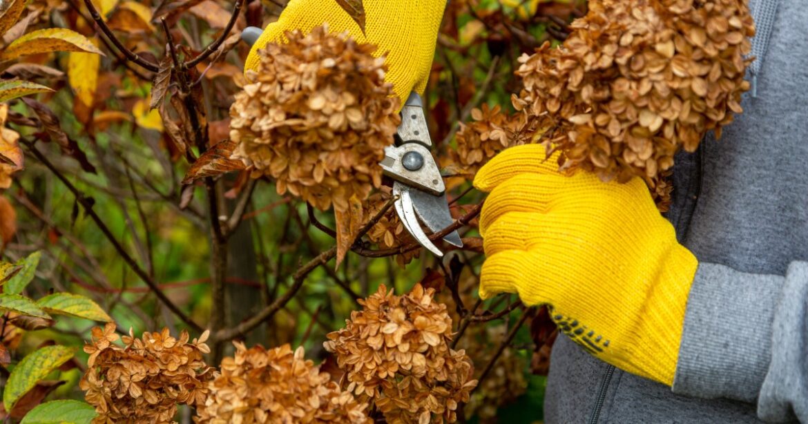 Prune some, bury others. How to care for hydrangeas before winter Prune some, bury others. How to care for hydrangeas before winter