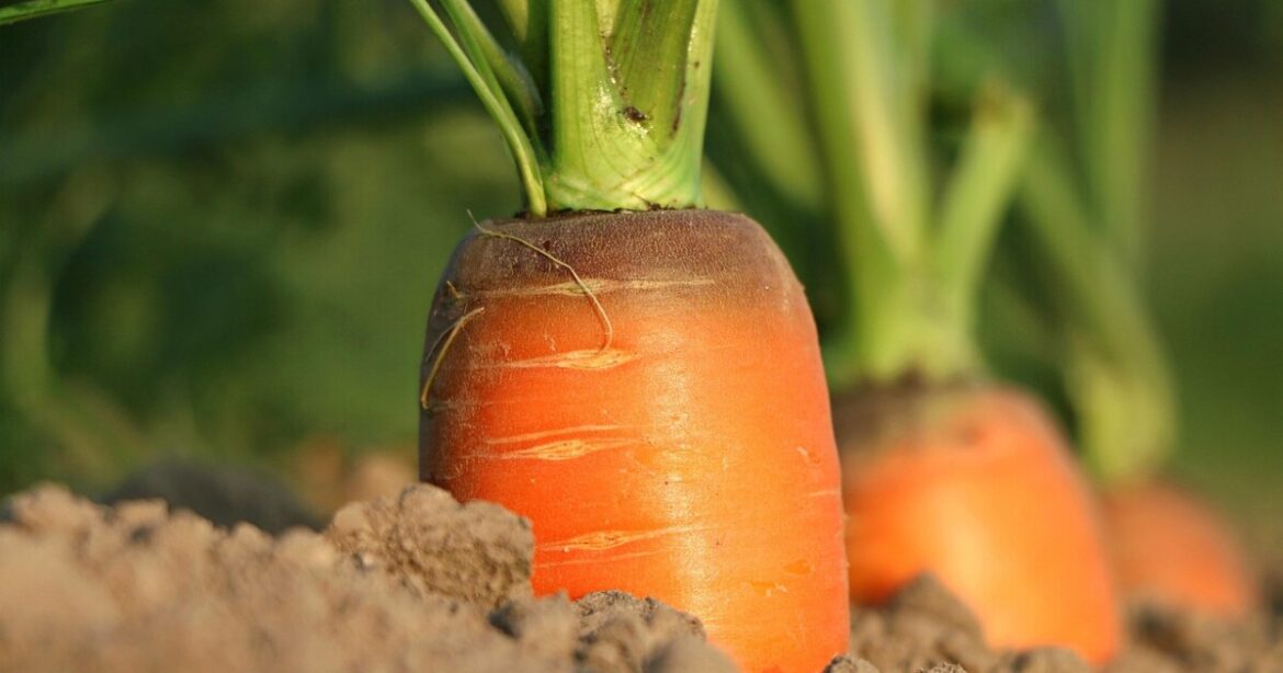 The role community gardens may play in partial SNAP funding in Alabama The role community gardens may play in partial SNAP funding in Alabama