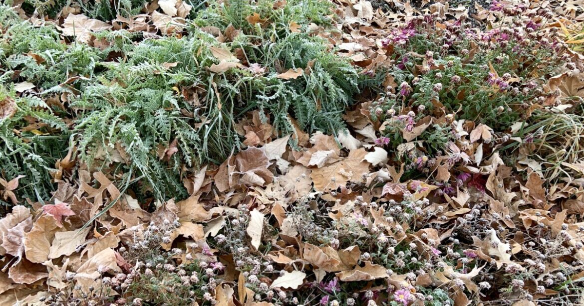Is it too late to plant peony roots? Late-fall gardening questions answered Is it too late to plant peony roots? Late-fall gardening questions answered