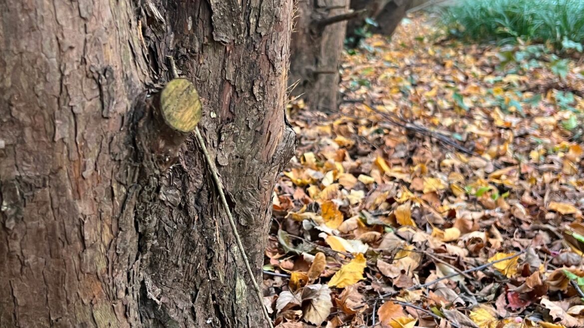 The benefits of leaf mold and how to make it at home