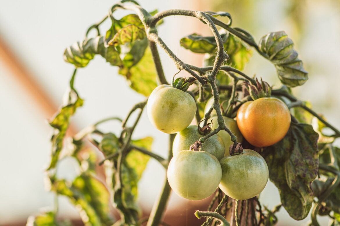 Ask a Master Gardener: Ripening late tomatoes – Duluth News Tribune Ask a Master Gardener: Ripening late tomatoes - Duluth News Tribune