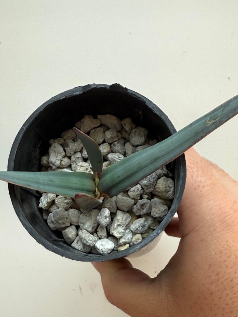Repotting Welwitschia