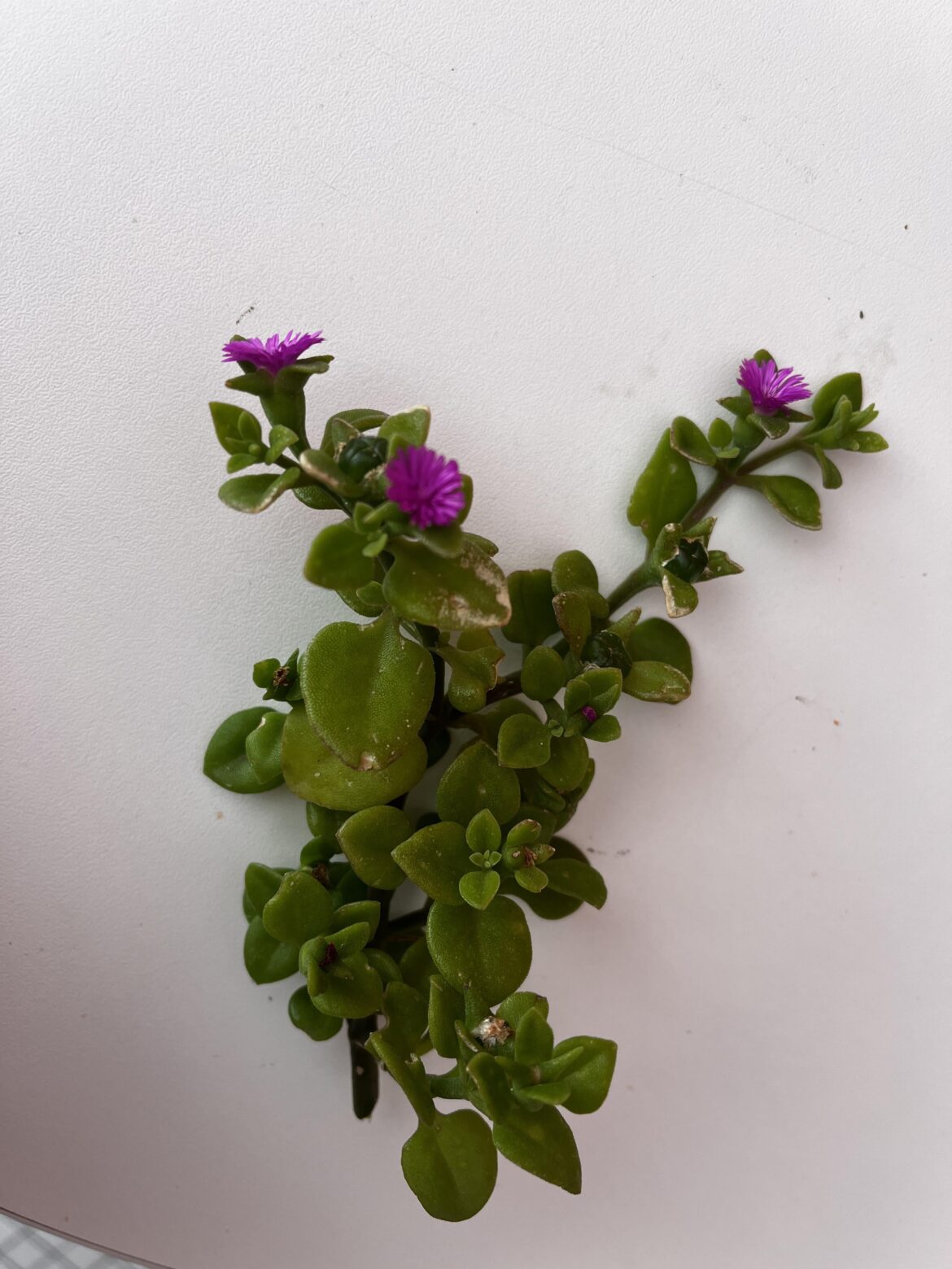 Neighbor gifted this random branch