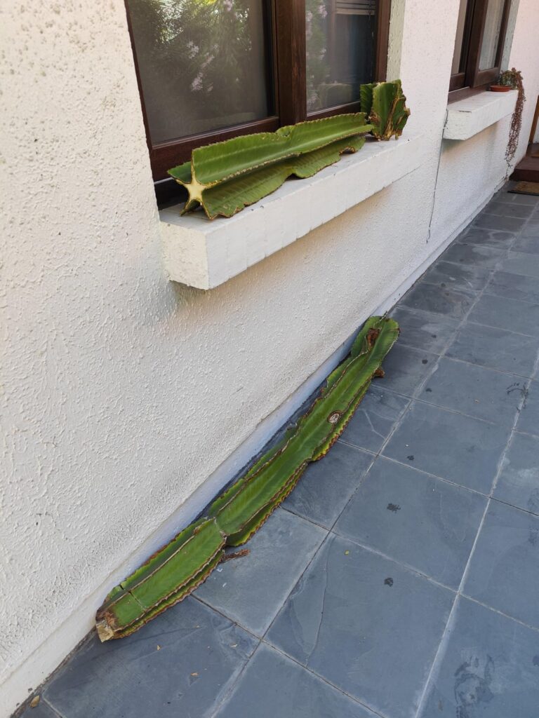 How do I plant this guys? How do I plant this guys?