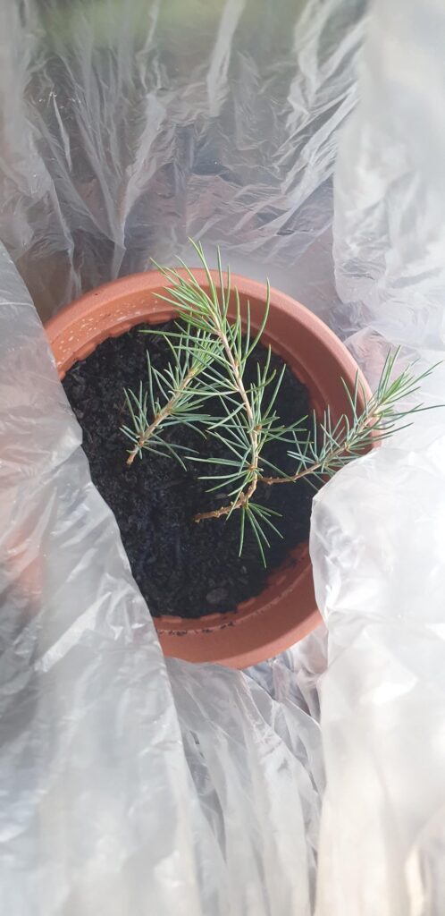True cedar tree propping in soil