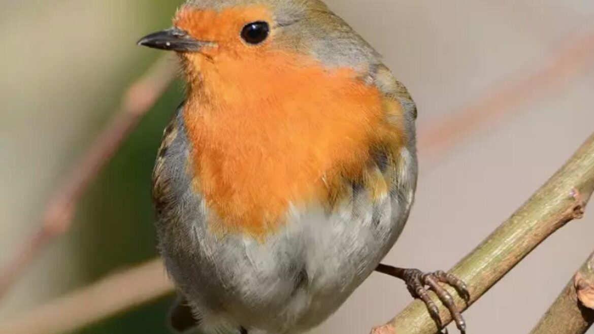Help sought with Irish Garden Bird Survey Help sought with Irish Garden Bird Survey
