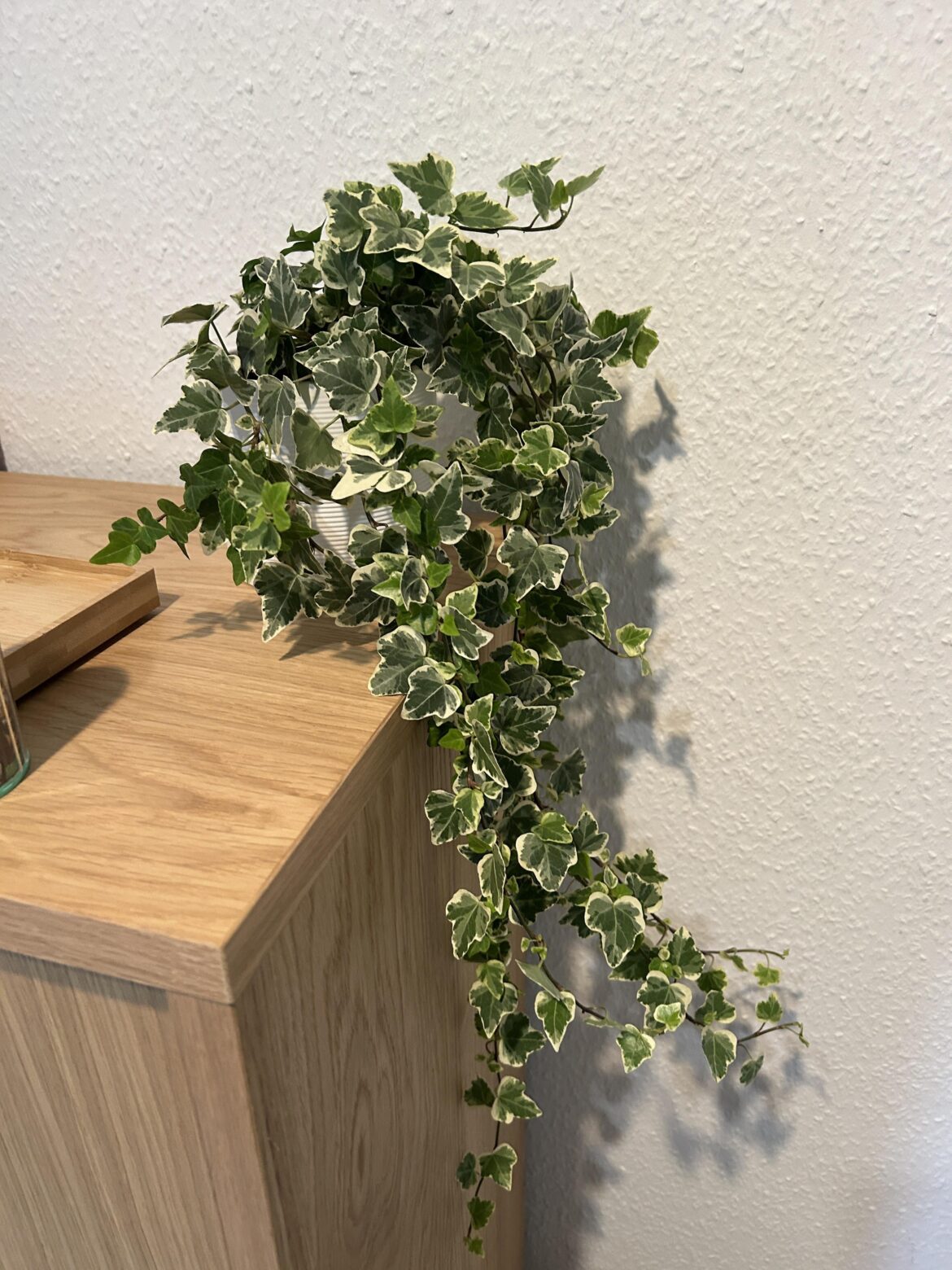 What plant is this?