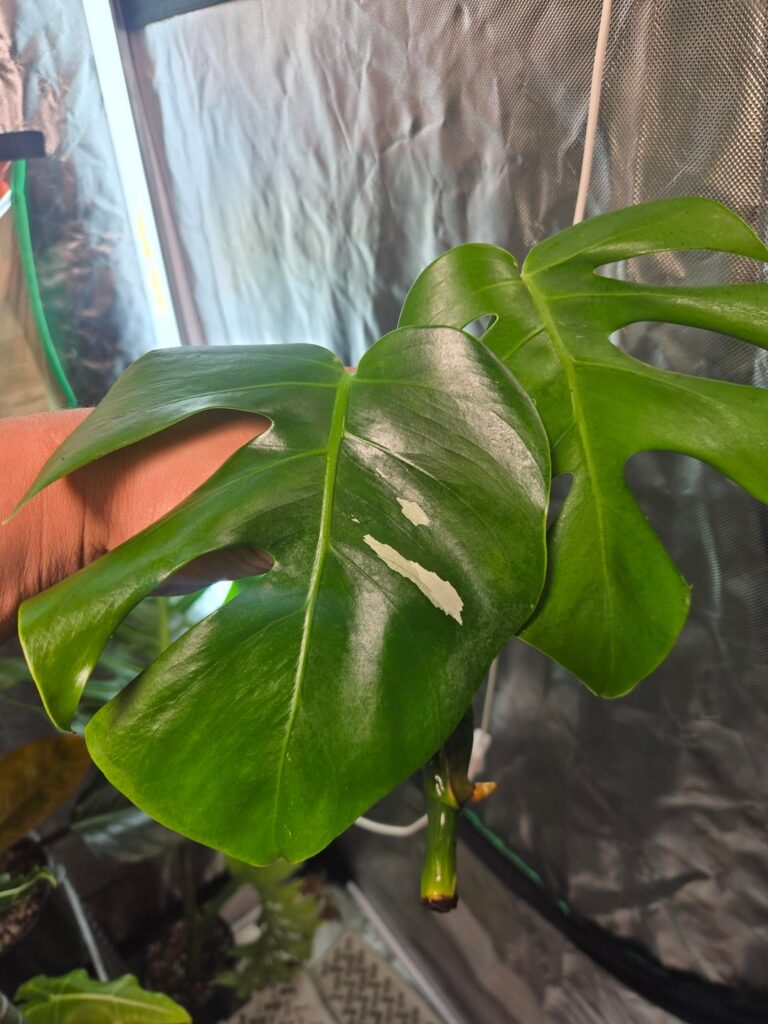 Used my aeroponic clone machine
