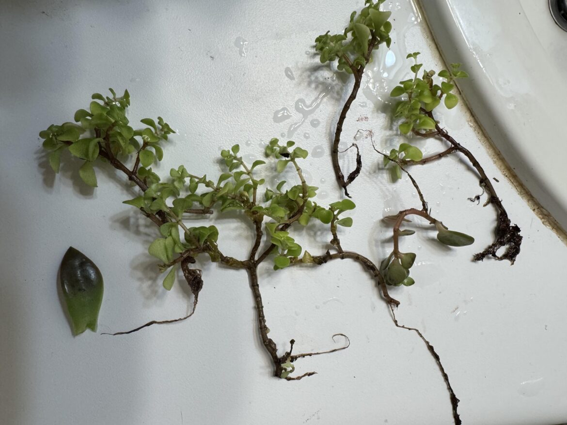 Will these propagate?