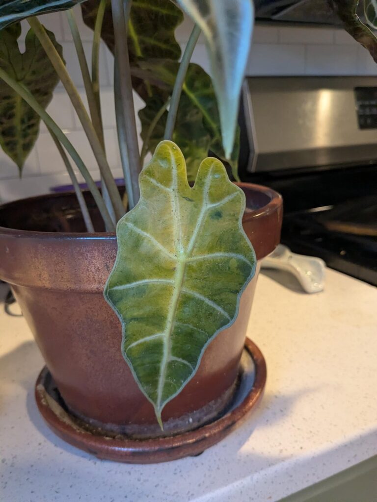What's wrong with elephant ear?