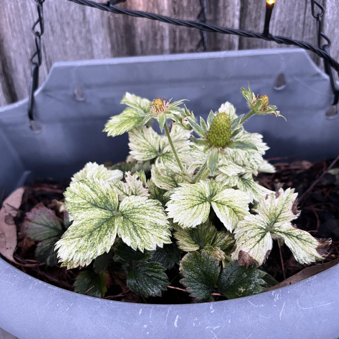 Variegated strawberries?