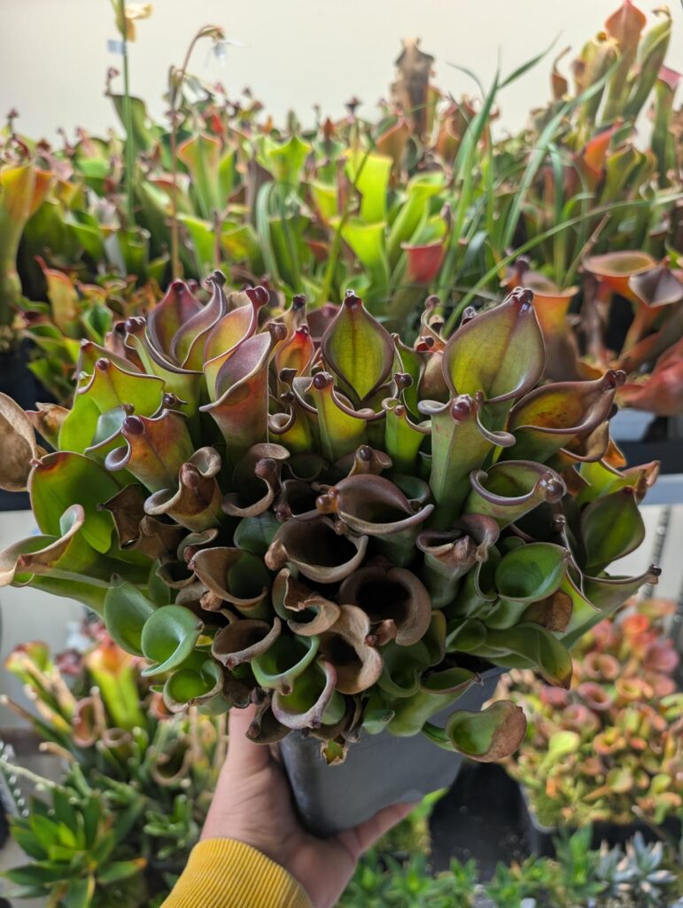 Dense heliamphora.