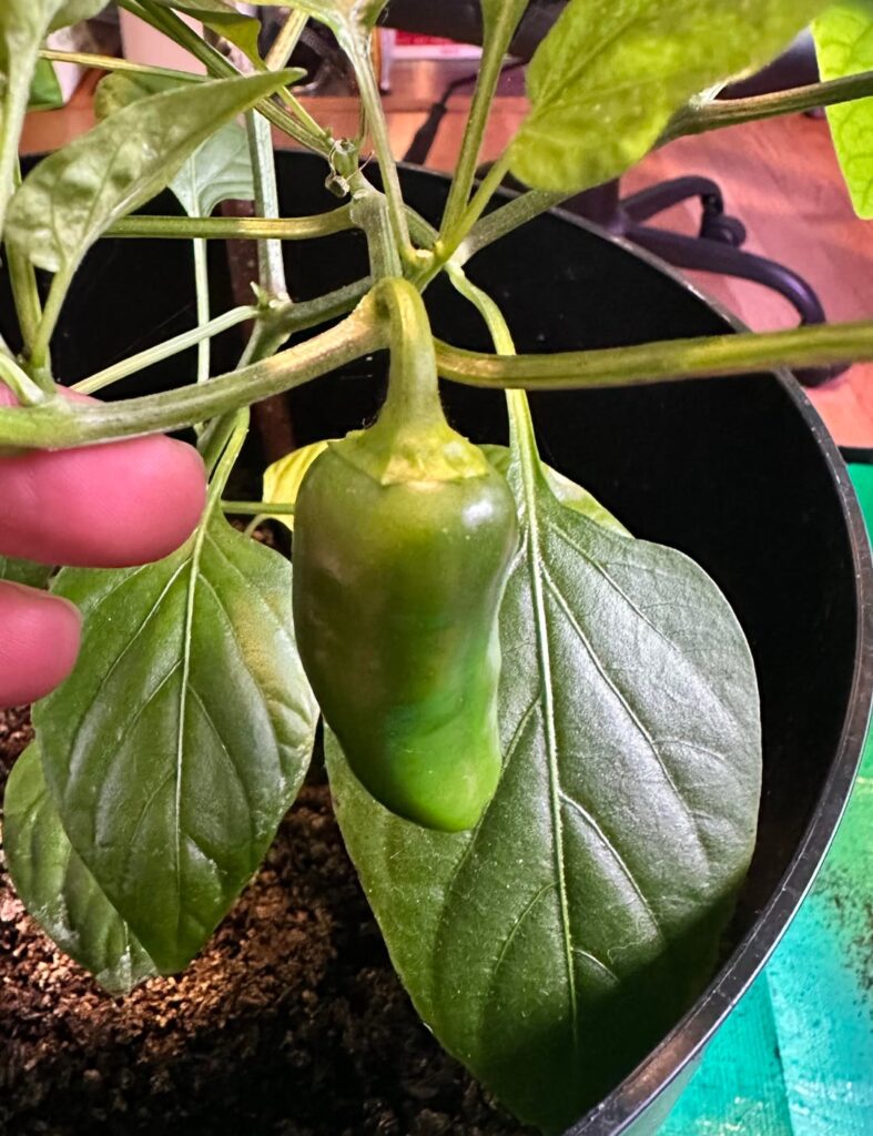 Are these ready for picking?