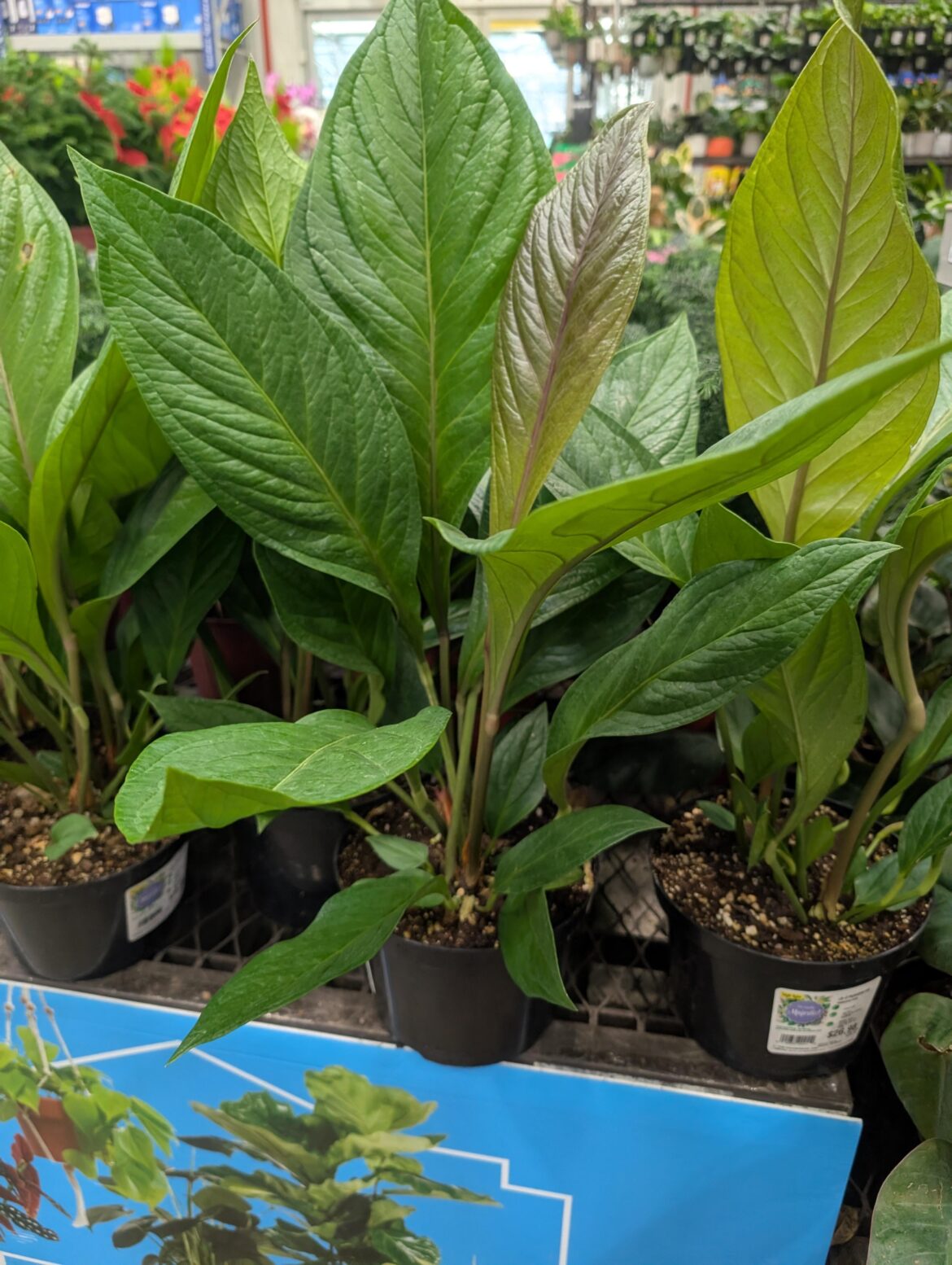 Local big box store had this labeled as "Philodendron assorted" - is that right?