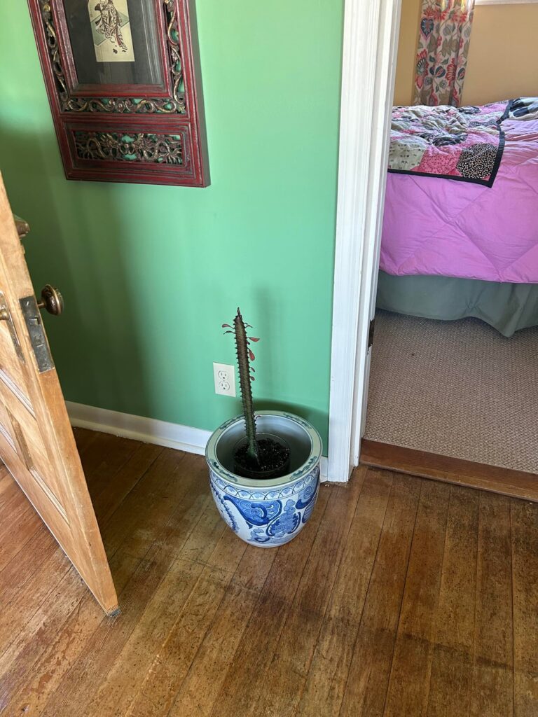 My Euphorbia journey…I am completely lost. My Euphorbia journey…I am completely lost.