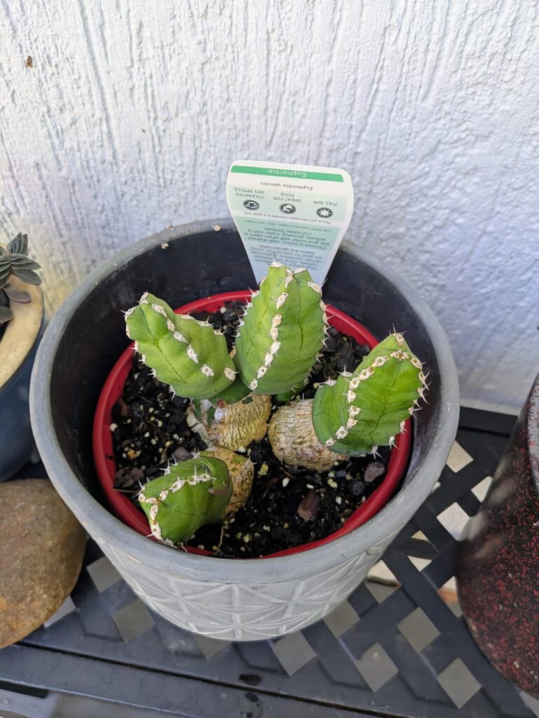This week’s find. Please show me your more mature Makallensis.