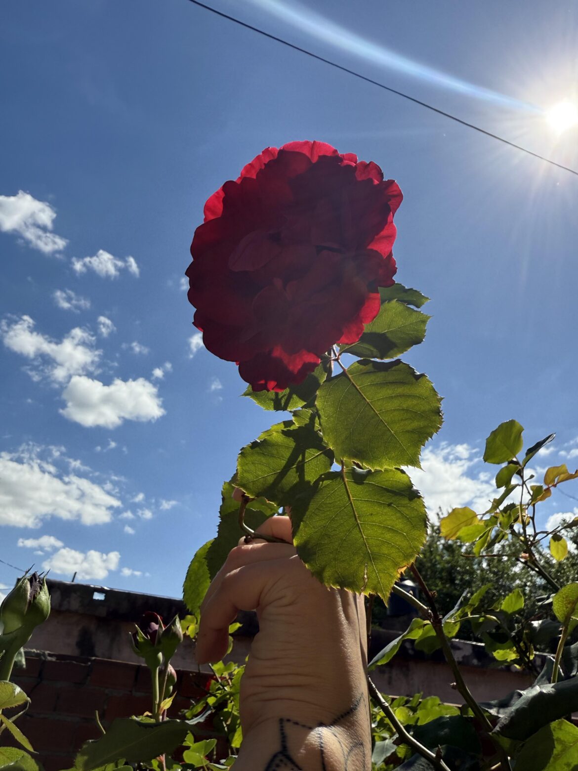 Miren las rosas de mi abuela