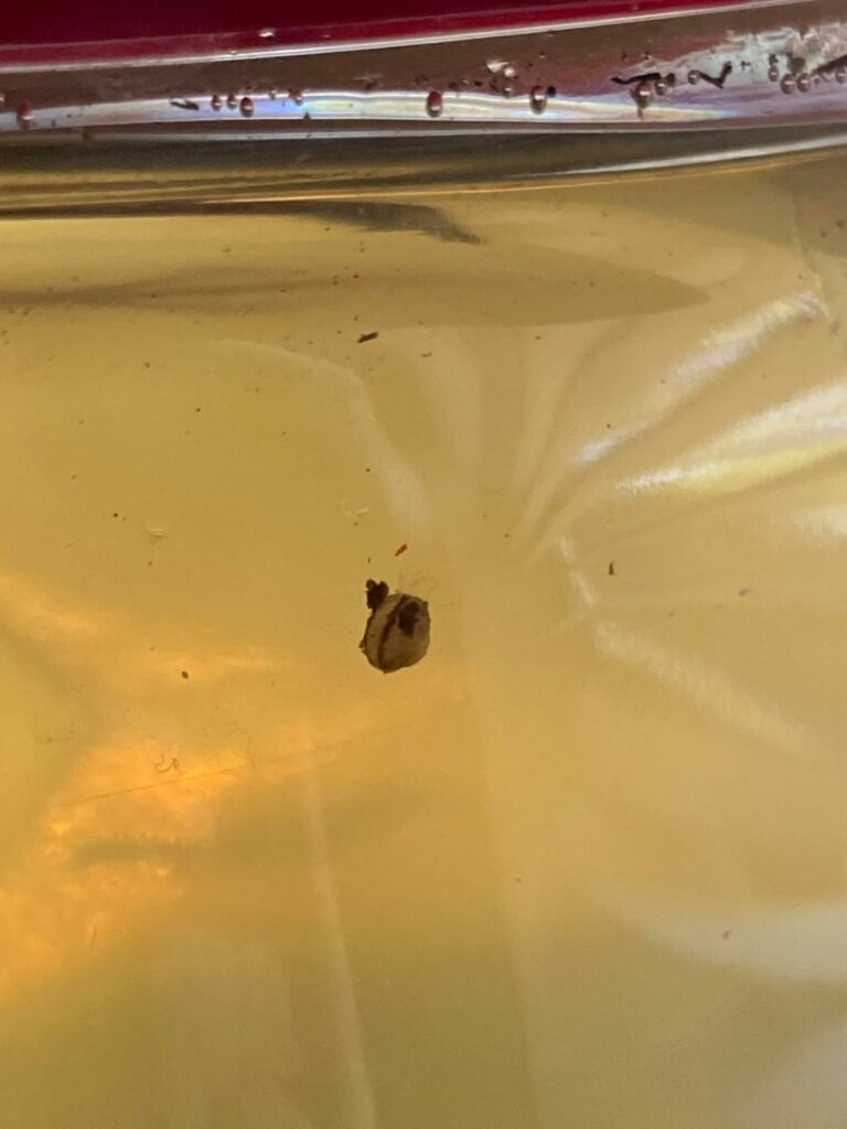 Is this a clam/mussel?