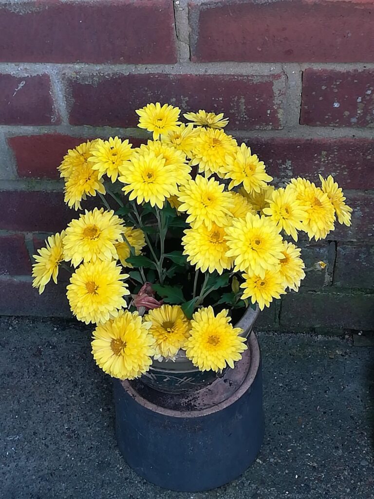 What one can do even in a small pot!