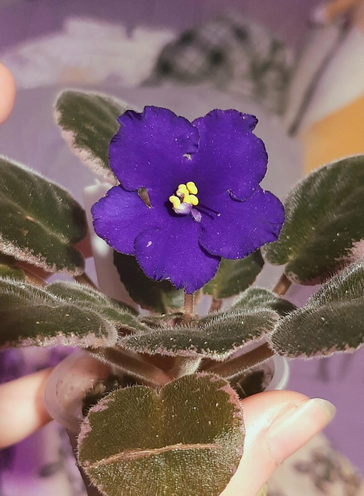 First bloom in 'Hunter's Hog wild', which i forgot to show