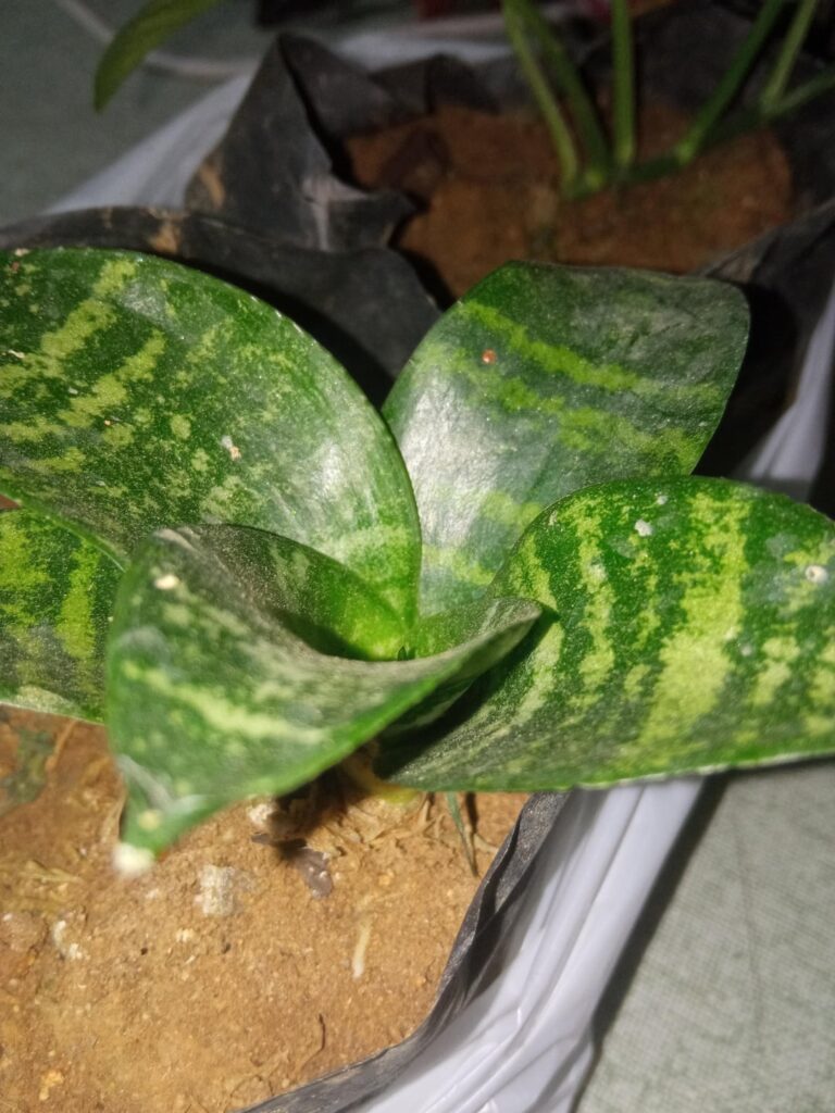 My first plants gonna buy pots for these tomorrow.