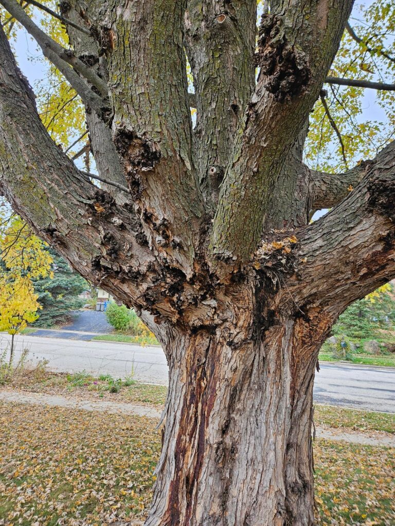 Is this tree diseased? Is this tree diseased?