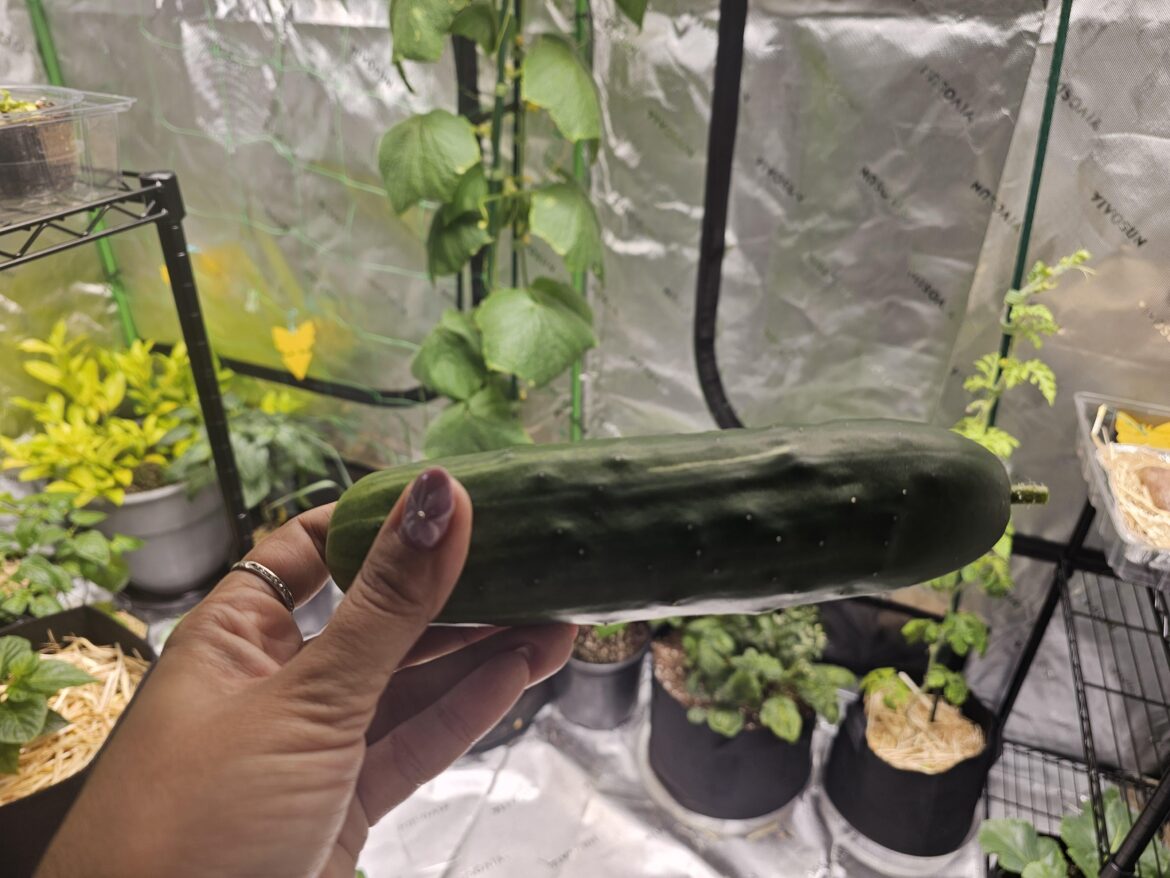 Harvested my first basement garden cucumber!