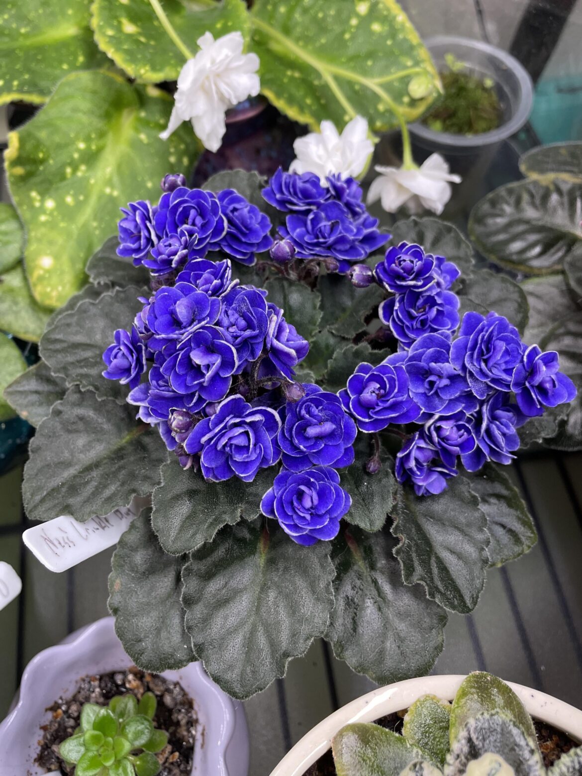 Full crown of Crinkle Blue. Ness' Crinkle Blue has double dark blue star blooms with thin white edge. The semi-miniature foliage is dark green, quilted & serrated with a red back.