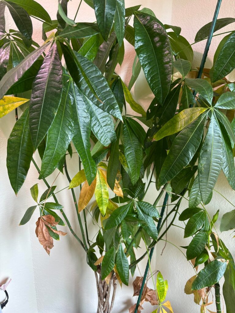 money tree not doing well suddenly!