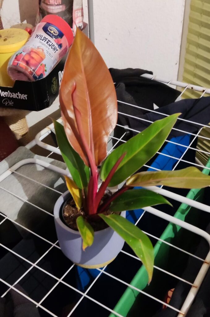 Philodendron Prince of Orange?