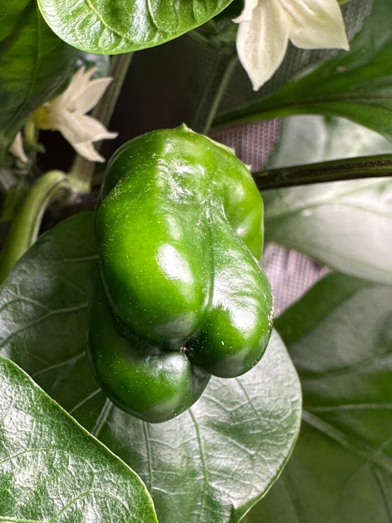 Any idea what these peppers could be ?