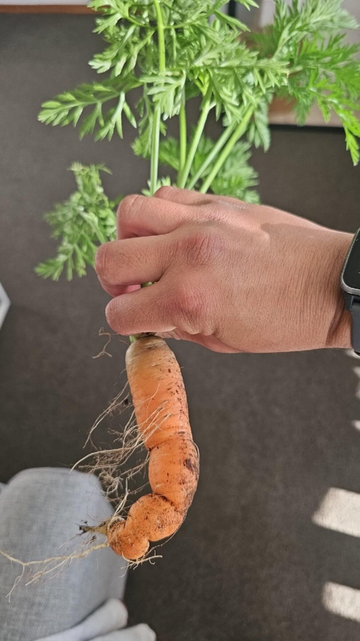 First harvest for first time gardener