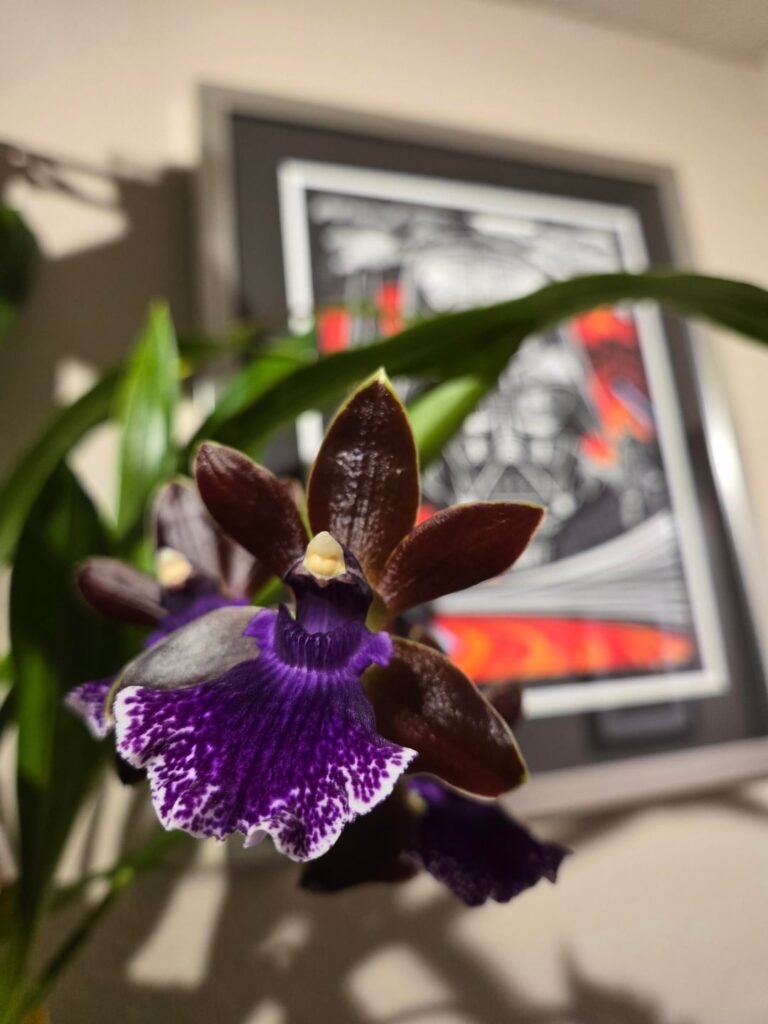 Zygo. Debbie De Mello 'Honolulu Baby'