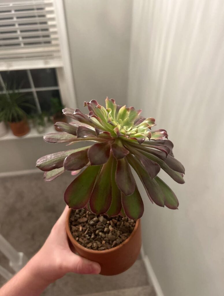 My Aeonium Mardi Gras started to recover after giving it a supplemental grow light