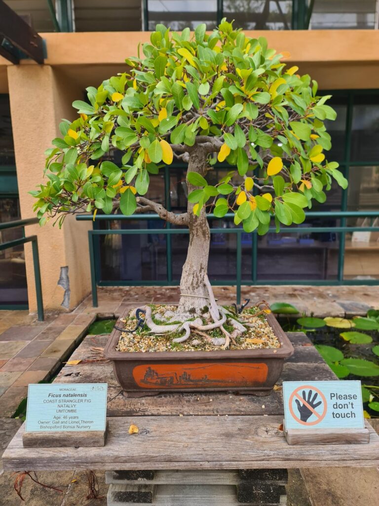 A few Bonsai from Kirstenbosch National Botanical Garden, Cape Town