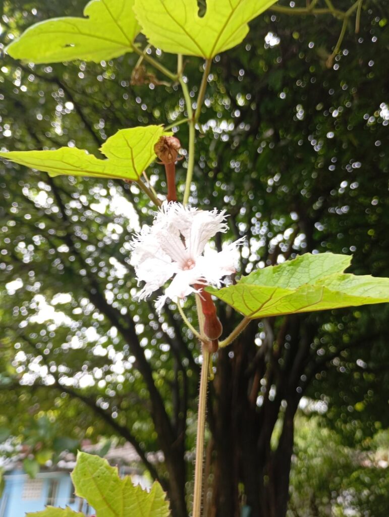 What plant is this?