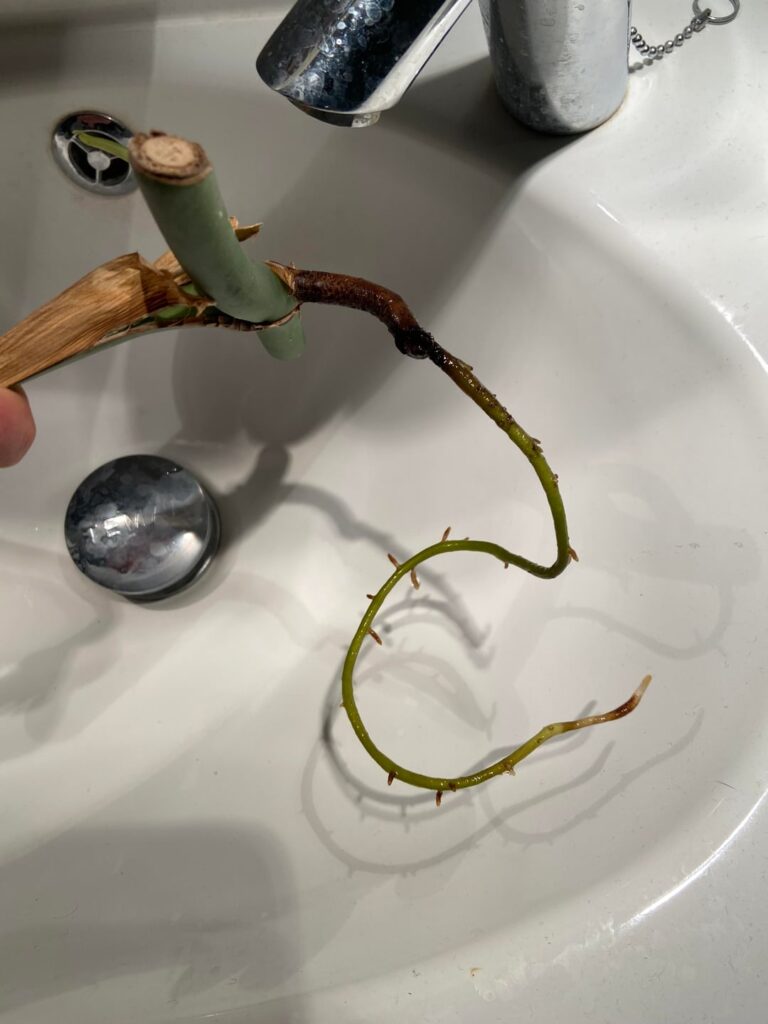 is this ready for soil? monstera bmf