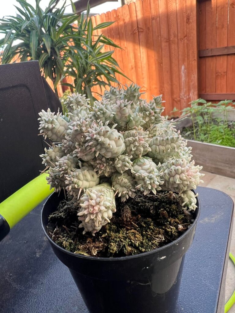 Mutant Euphorbia mammillaris?