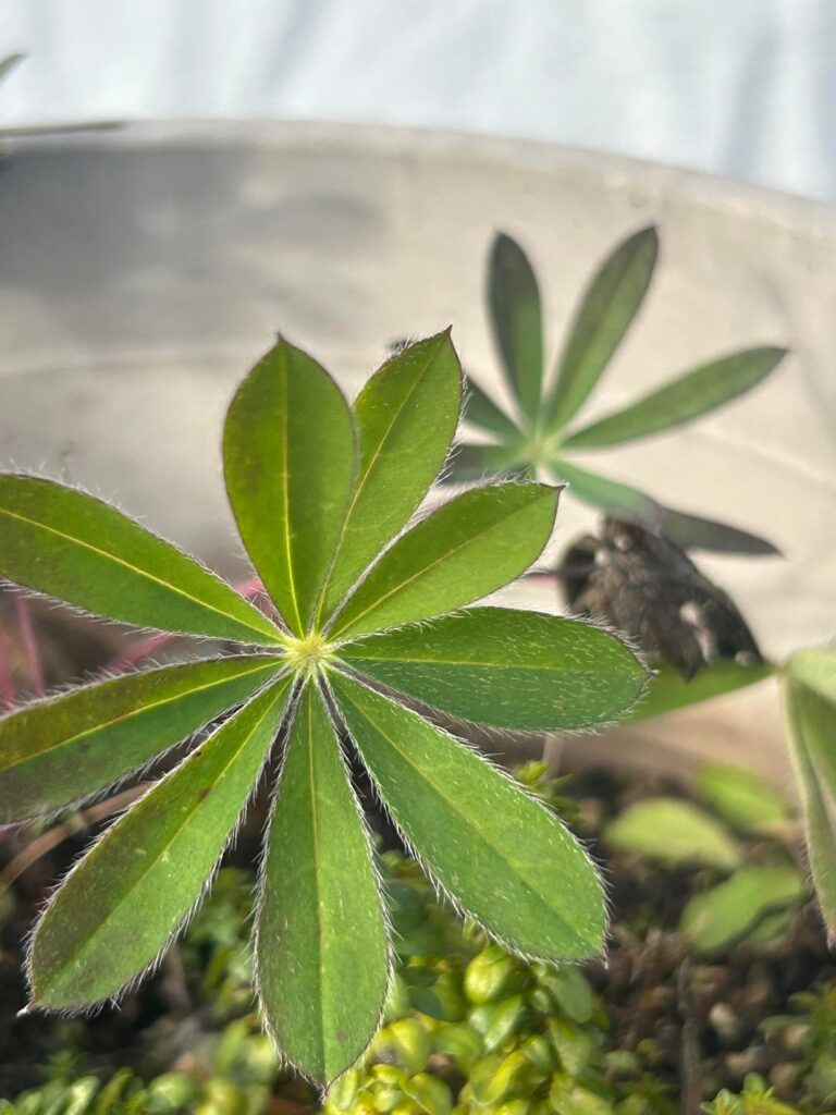 Help me identify this plant. I planted its seeds last year and can’t remember what I planted.