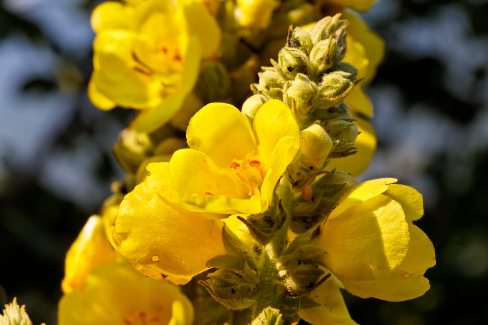 (germany out) medicinal herb, verbascum, mullein, velvet plant (photo by stanzel/ullstein bild via getty images)